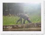 Dierentuin Burgers  Zoo 109 * 3648 x 2736 * (5.21MB)